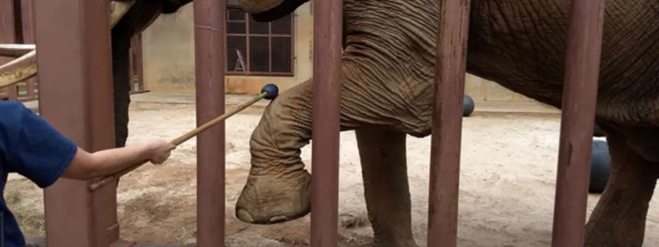 An elephant's leg and foot extending through the vertical brown metal bars of its enclosure. A human hand, wearing a dark blue sleeve, is reaching through the bars to gently touch or tap the elephant's foot with a short stick or target pole, likely for a training or welfare check session.