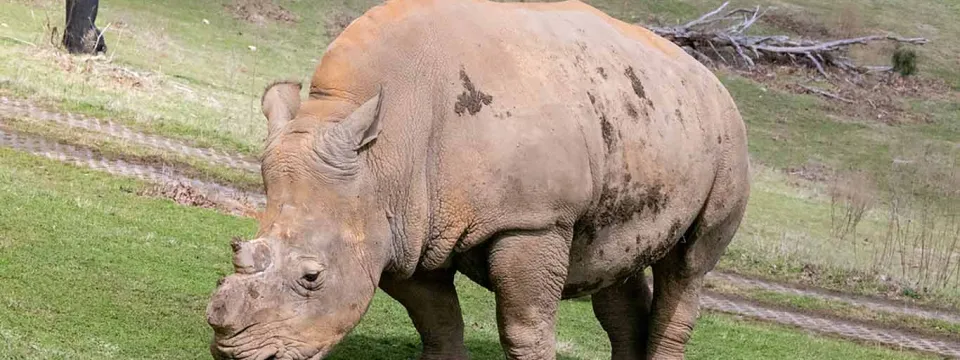 A large grey Rhino with no horns stands alone, nibbling on grass in the middle of a wide plain that is sprinkled with trees and patches of tall grass.