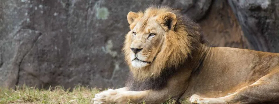 A regal African Lion lounging in the grass next to a large natural rock wall.