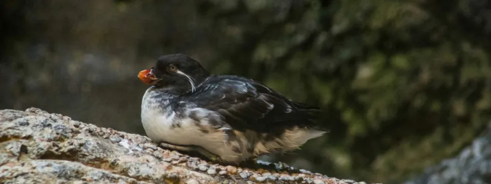 A black and white Auklet, with its signature bright orange beak, laying comfortably on a large rock.