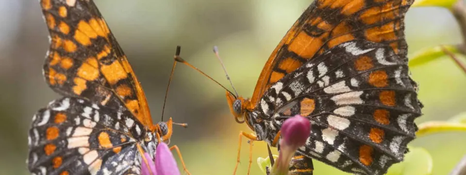 A close-up of two Harlequin Butterflies perched on a thin, thorny branch with a small pink flower. The butterflies are facing each other, and their wings are open, revealing a striking pattern of black, orange, and white.