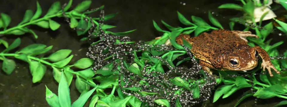 A close-up of a brown, warty toad with large eyes sitting in dark water surrounded by bright green artificial or plastic leafy plants. A large clump of gelatinous toad eggs (spawn), appearing as a mass of small black spheres, is visible in the water near the toad.