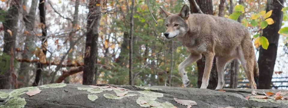 A lean, athletic Red Wolf with a fuzzy brown and black fur coat and short, fluffy tail, standing by rocks looking right.