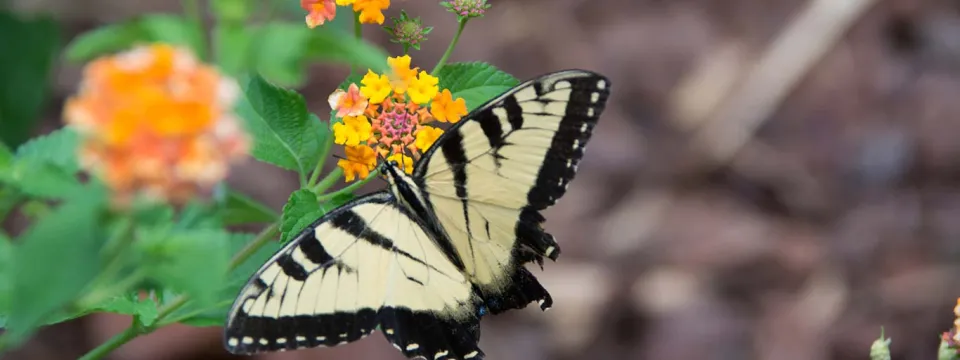 Butterfly sitting on top of a small cluster of yellow and orange blooms with its beautiful yellow and black wings spread.