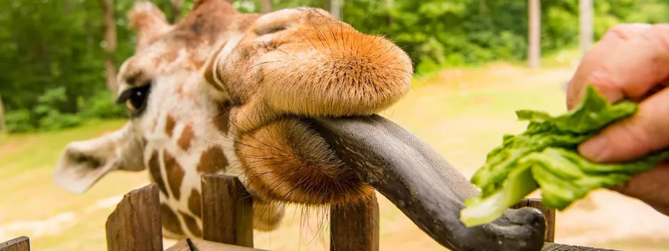 A giraffe reaches its long, dark tongue over a wooden fence to take a leafy green from the hand of a woman in a yellow shirt.