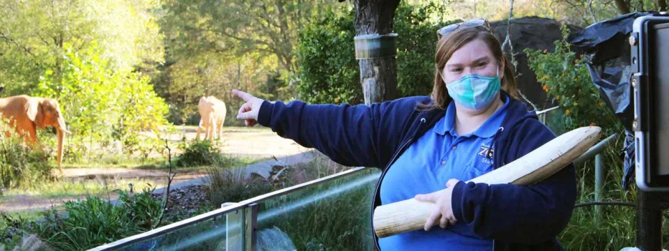 A female zookeeper wearing a blue uniform shirt, a navy jacket, and a protective face mask is standing in front of a glass barrier, pointing toward two elephants in a naturalistic, tree-filled enclosure behind her, while holding a large, light-colored tusk in her other arm.
