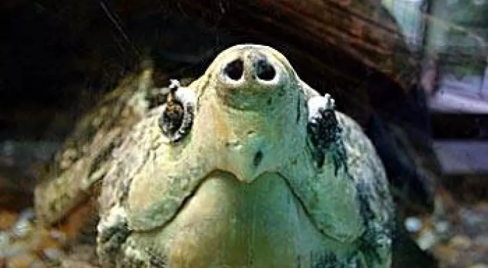 A close-up of an alligator snapping turtle, showing its mottled brown and green shell, powerful jaws, and long pointed nose.