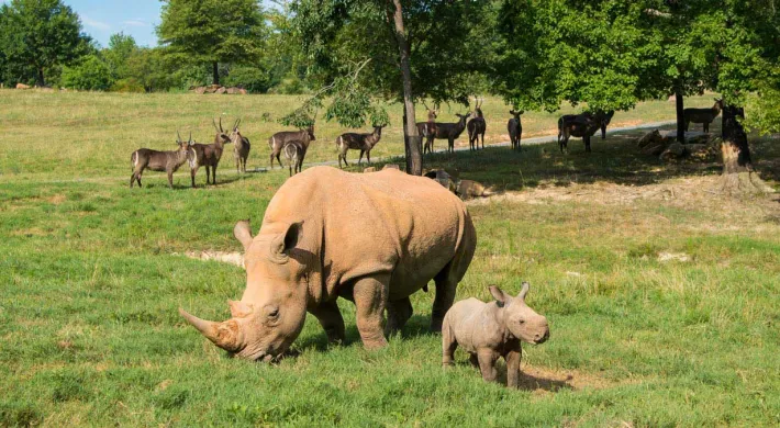 Baby southern white rhino with mother and waterbuck