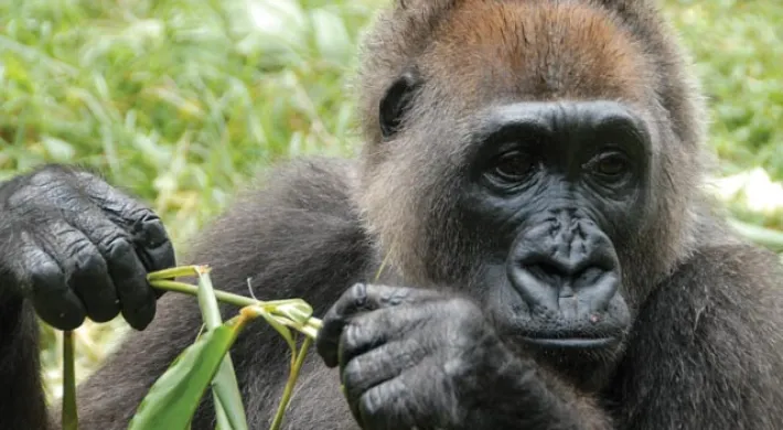 A gorilla casually eating grass in a lush green natural environment.