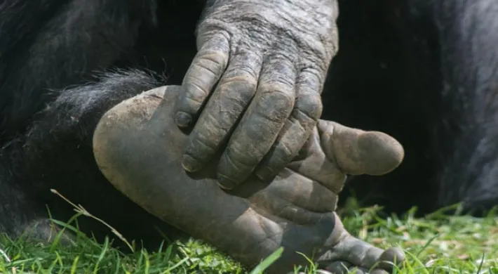 Ape hands and feet