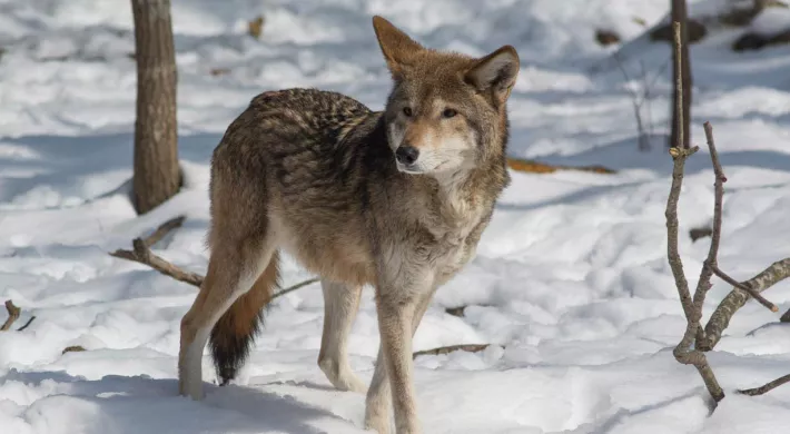 Red Wolf in Snow