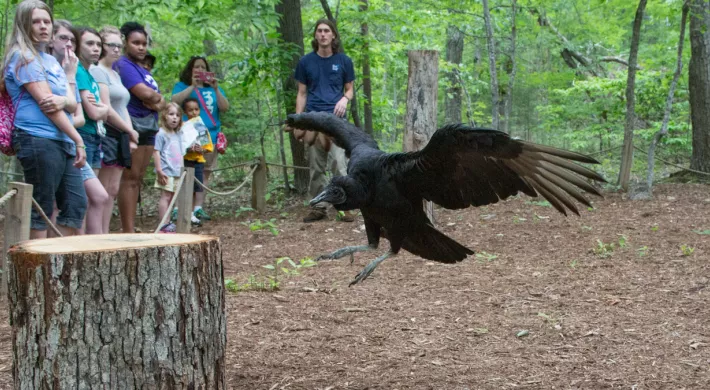 Black vulture animal ambassador