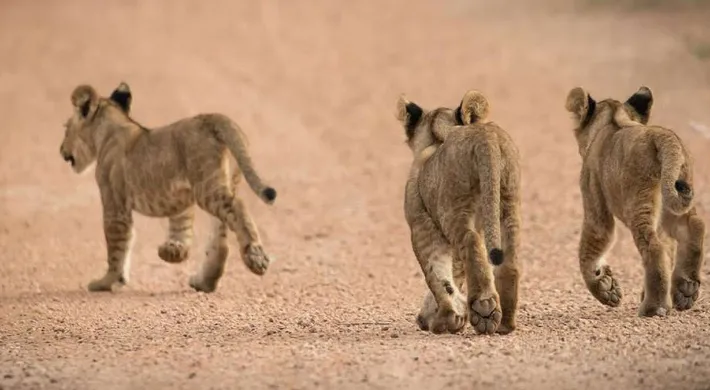 A tight shot of three small, light brown Lion cubs running away from the camera on what appears to be a dusty gravel road.