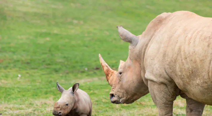 Newest rhino calf JoJo