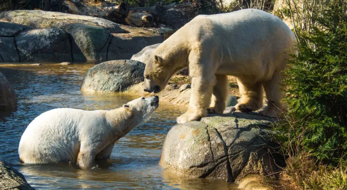 Polar bears in the tundra habitat