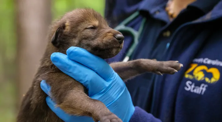New red wolf puppies born in 2020