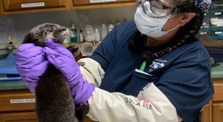 A female veterinarian wearing a purple bandana with her hair braided, goggles over glasses, and purple latex gloves over plastic arm protection holds a small fuzzy otter pup in her hands as she examines it. They are standing next to an exam table with a towel on it in a medical environment.