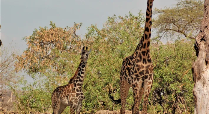 A mother Giraffe with her tan skin and brown spots standing near some trees, stumps and brush. They are standing side by side, staring at the camera.