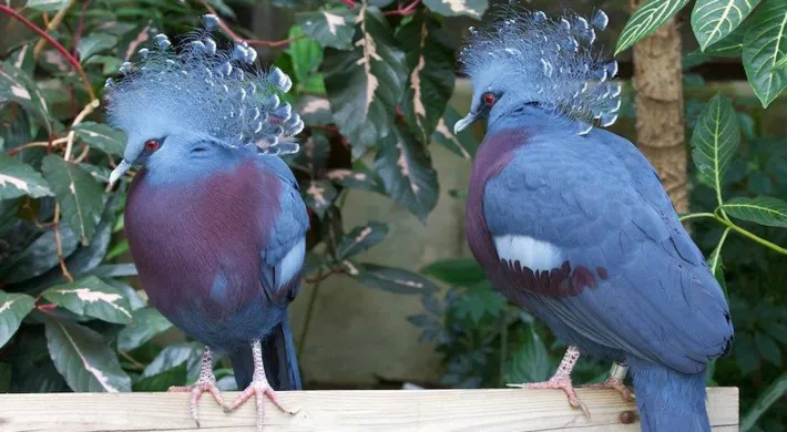 Victoria crowned pigeon pair