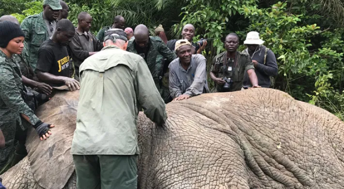Collaring team placing the collar on the elephant