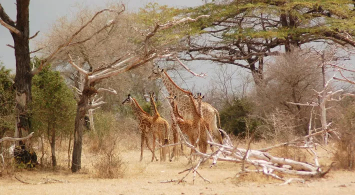 Group of giraffe calves with adult in Nyerere National Park