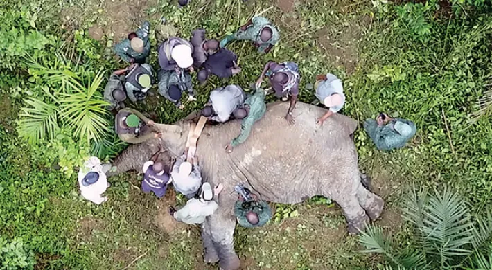 An aerial view of a large Elephant lying on its side in a small clearing of a lush green forest. It is surrounded by a team of people consisting of rangers and veterinarians who are putting a tracking collar around its neck.