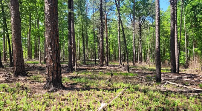 The image shows a forest scene at the Nichols Longleaf Pine Preserve, with tall trees dominating the view. The undergrowth is visible, and the overall setting is that of a dense woodland.