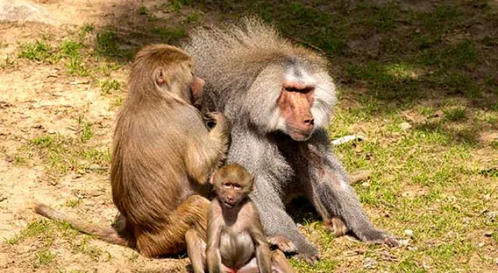 A large, shaggy brown male Baboon sits in the grass. A female Baboon sits next to him and facing his shoulders and back , combing her fingers through his fur, grooming him. A brown, fuzzy baby sits in front of them facing the viewer with his back legs splayed on the ground and his arms placed on the ground in front of him.