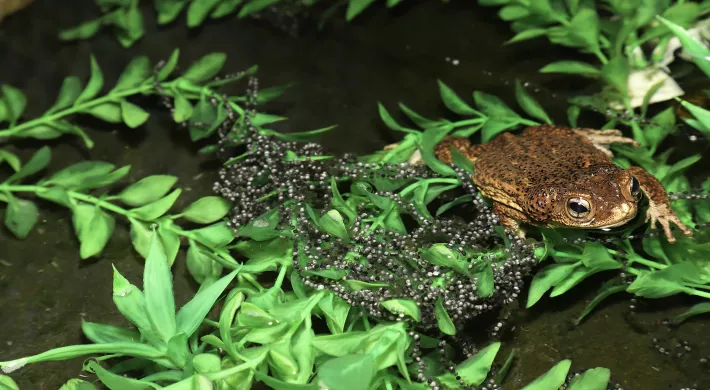 Adult Puerto Rican Crested Toad