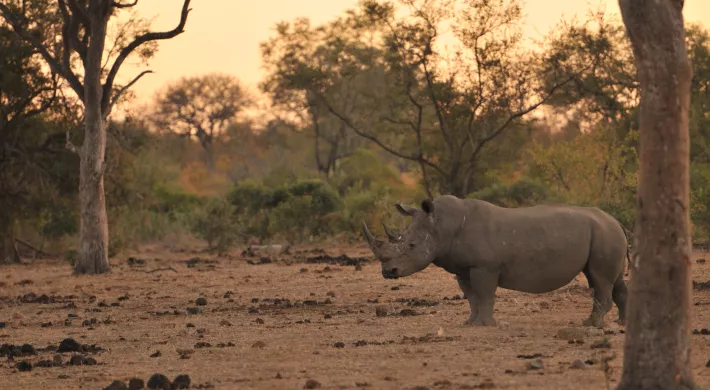 Black Rhinoceros Conservation