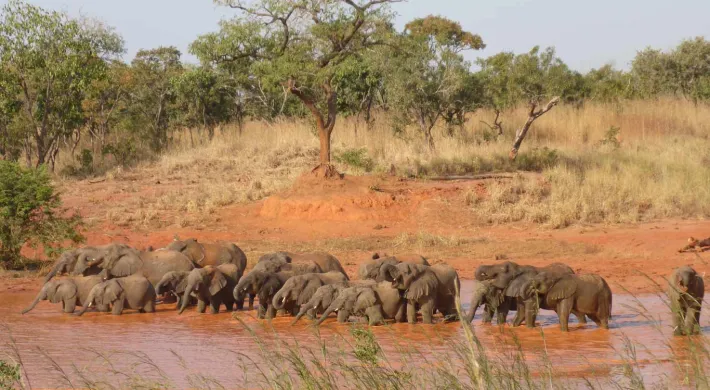 A large herd of wild Elephants walking in a line through a muddy, red lake. The lake is next to a small hill that is covered with red clay, trees and scrubby grass.