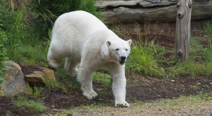 A Polar Bear walks on all fours towards the right, across a grassy landscape that is sprinkled with rocks and tall grasses and shrubs. A large log lies across the top right of the frame.