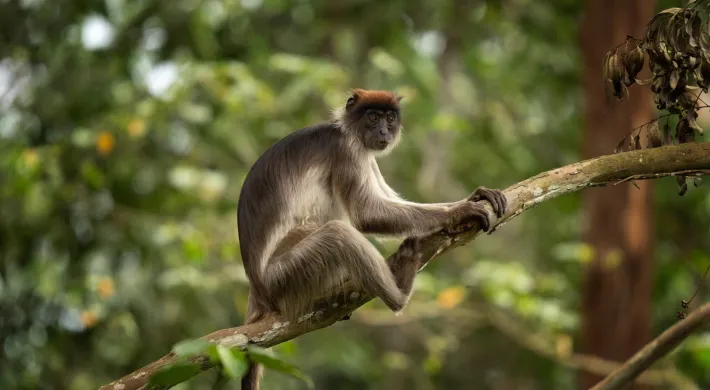 Red Colobus Monkey sitting on a branch in a dense forest, with its shaggy brown and grey fur and red tuft on its small head.