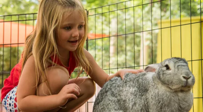 A young girl crouched in a metal outdoor pen petting a large, light grey Flemish Rabbit, one of the zoo's animal ambassadors.