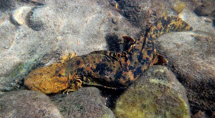 A long, mottled brown and black patterned amphibian with a flat, rounded head called a Hellbender laying camouflaged on some rocks.