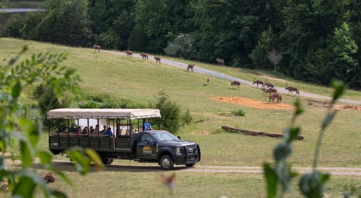 Zoofari truck driving through the Watani Grasslands habitat that consists of a large open field and rolling hills which is the perfect environment for the Bongos that are seen grazing in the background.
