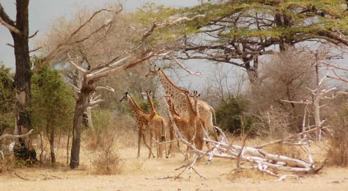 A panoramic view of three or four giraffes standing among sparse trees and dry brush in an open, arid savanna environment.