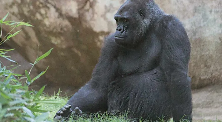 A furry, black Gorilla sits leaning back on one arm in a grassy enclosure next to a tall rock wall, looking contemplatively off to the left.