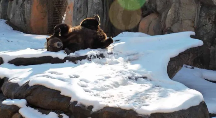 A large, fuzzy Grizzly Bear rolling on its back in the snow which covers its vast, rocky habitat with a tall, natural rock wall standing in the background.