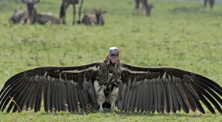 A Vulture, which is a bird of prey, is captured in flight low over a vast, dry savannah landscape. The ground is covered in brown and golden grasses, with a line of trees and a low mountain range visible in the distance under a blue sky with scattered white clouds.