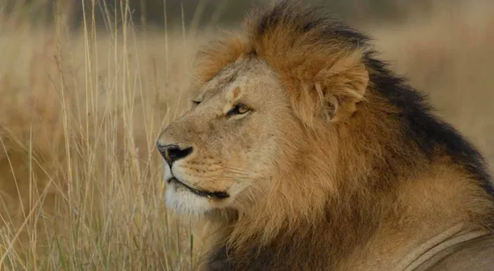 A large male lion with a full, dark mane is shown in a close-up, side profile. He is lying down in tall, dry grass, looking toward the left of the frame.