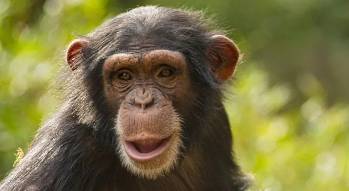 A curious chimpanzee named Nori gazes directly at the camera with an open mouth, framed against a lush green, sunny backdrop of her natural habitat.