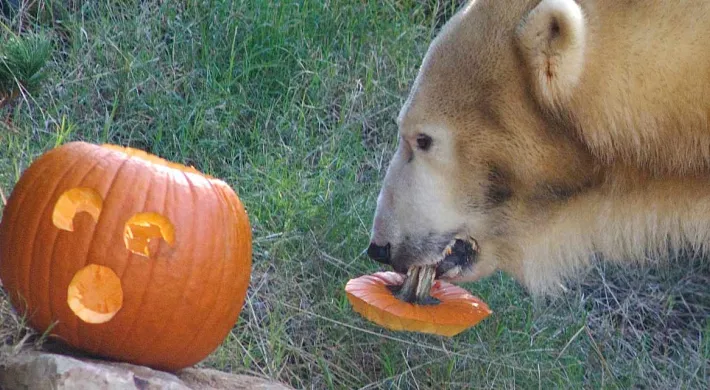A pumpkin with a surprised face sits on top of a rock. A large Polar Bear stands beside it with the stem and top of the pumpkin hanging from its mouth.