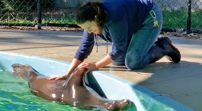 Sea lion swimming on its back under water next to the edge of a pool. A person in a navy blue jacket and jeans, is on their knees leaning over and touching the sea lions flipper and stomach.