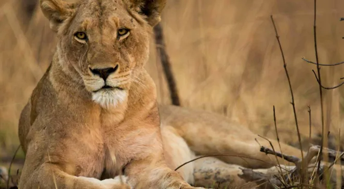 A lioness resting peacefully in a field of tall grass with her paw stretched out. Tall grass and some brush and limbs are visible in the background.