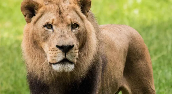 A male Lion with brown fur and a short, scruffy mane stands in tall grass in the shade, looking into the camera. There is a rock wall near him in the background.