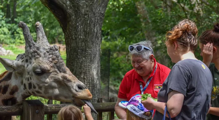 A giraffe stretches its head and long, dark tongue over a wooden fence to accept a piece of food from a small child's hand. Several people, including an older man in a red shirt who is smiling, and two women, are watching the feeding, which is taking place in an outdoor zoo setting.