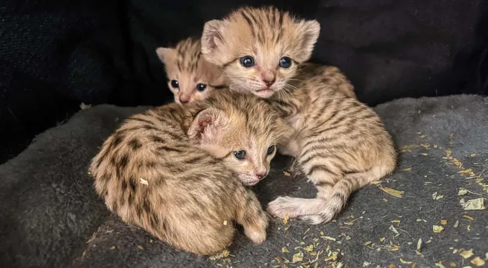 Three small Sand Cat kittens with tan and brown patterned fun, laying in a pile looking around their rocky cave.