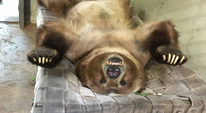 A large, brown grizzly bear laying on his back on a woven hammock with its paws splayed, showing off its soft, fuzzy belly.