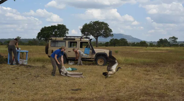 A team of three wildlife researchers is working in a grassy, open field. A large vulture is in the process of taking flight from the ground. One researcher is on the ground with a piece of equipment, and another is leaning into the back of a beige four-wheel-drive vehicle. A third researcher is standing by a blue folding table on the left side of the frame.